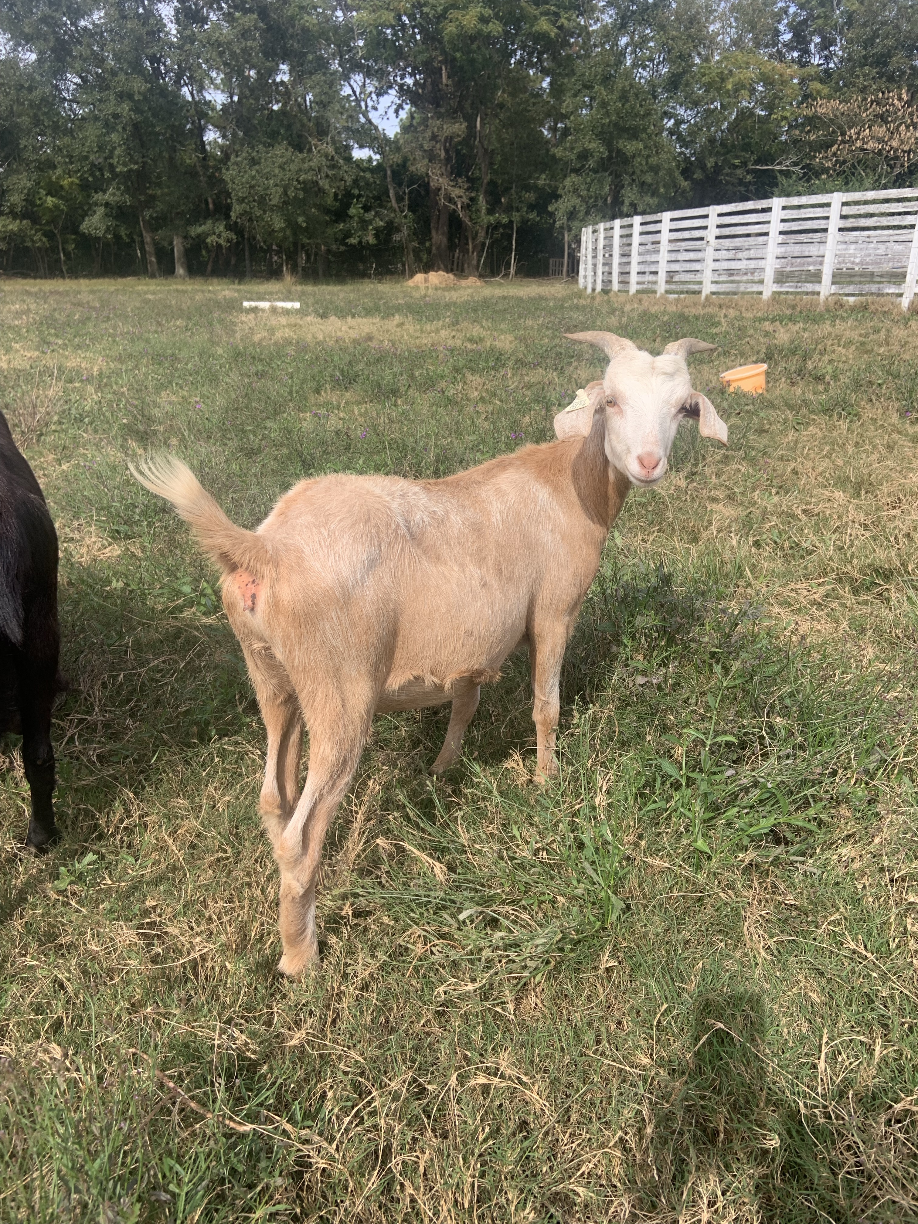 Doeling For Sale – Royal Acres Kiko Goats