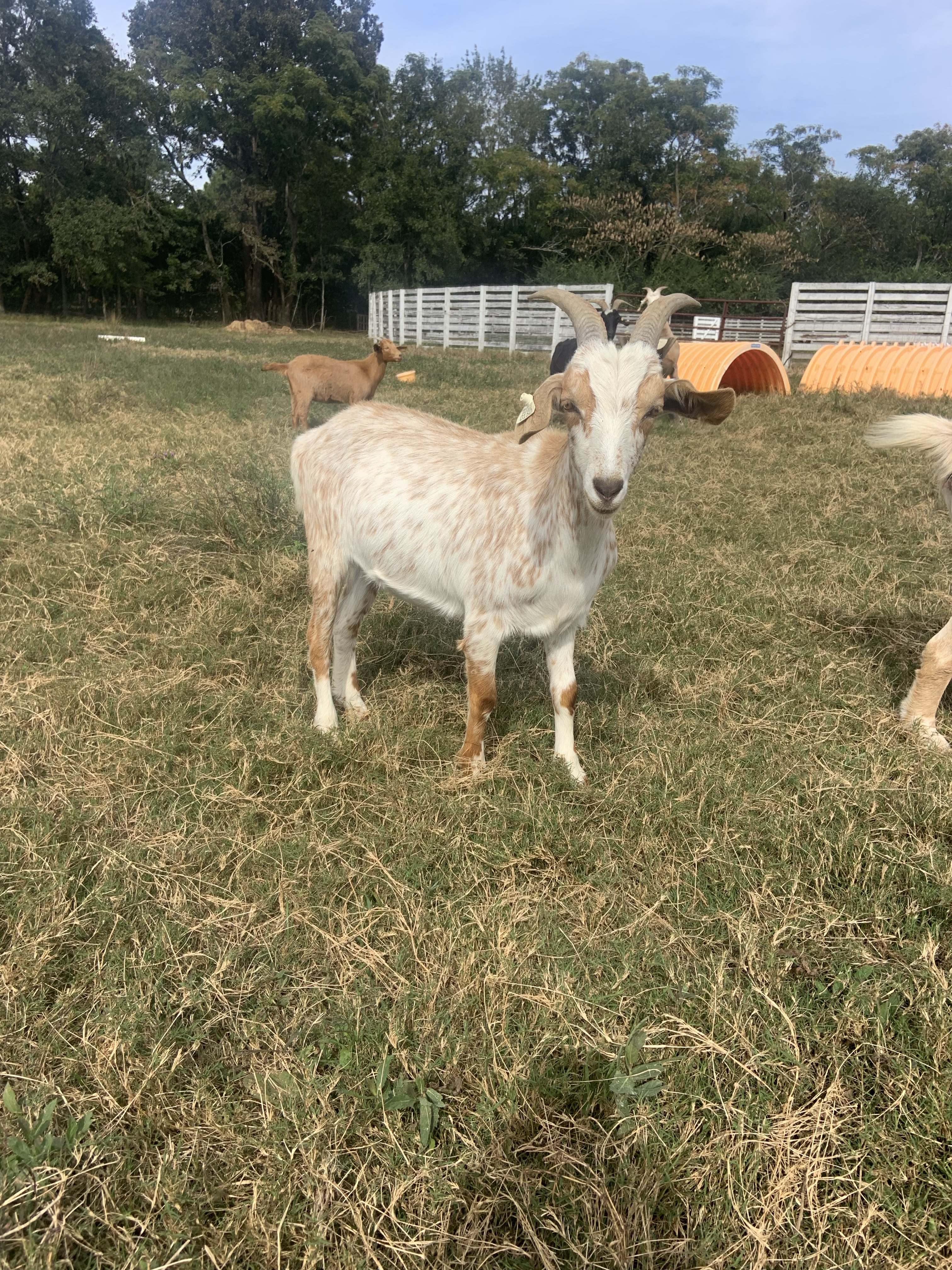 Doeling For Sale – Royal Acres Kiko Goats